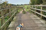 Small tan and white dog with a blue harness, crossing a small wooden footbridge. The dog is looking back towards something behind the camera. In the background, a foot and cycle path snakes off through a green field into distant tress.