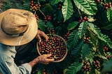How the new weather volatility is redefining Brazil’s coffee sourcing and procurement
