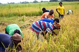 Several farmhands harvesting rice crops by hand somewhere in Nigeria