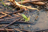 Restoring balance: Recovering the northwestern pond turtle and northern leopard frog