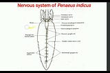 NERVOUS SYSTEM OF PRAWN