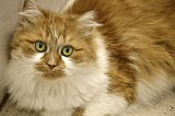 Personality and Preference Analysis of 6 Common Cat Breeds