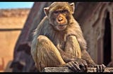 Living with Wildlife in the City — Conflict or Co-existence?