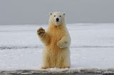 Do Polar Bears Like Bitcoin?