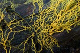 The Computer Science of Science & Slime Molds