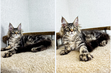 Maine Coon Kittens: A Comprehensive Guide to the Gentle Giants of the Cat World