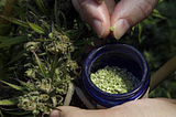 How Hemp Seeds Make a Superior Source of Daily Nutrients