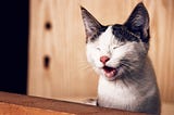 Cat with eyes closed and both opening, appearing to be laughing