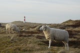 Sheep wondering around a Lighthouse