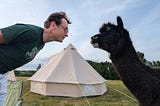 I am standing close to an alpaca. Our heads are almost touching. In the background there is a tell tent.