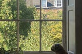 Border terrier looking out of a large glass pane window.