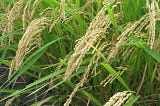Japanese Rice, Curiosity, & Expertise