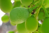 Powdery Mildew on berries