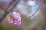 A cherry blossom on a bare branch.