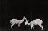 Black and white night photo with flashlight of two deers in a wood by George Shiras III