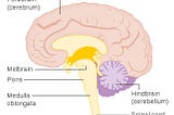 Pathology: Part I (A walk around my brainstem)