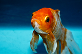 Curse of the Goldfish Generation — Standards to Meet