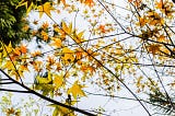 馬那邦山登山步道｜交通整理｜楓葉季｜苗栗縣泰安鄉