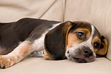 Is Your Dog Being Bored? When The Dog Has Much Downtime, What Should You Do?