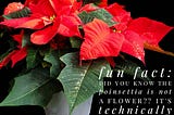 FUN FACT: Do you know where the poinsettia plant comes from? 
 Written by Kelly Hoye