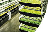 Dikey Tarım Nedir? (Vertical Farming)