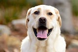 How To Train A Labrador Retriever (Essential Tips!)