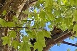 A closeup of a squirrel laying on a branch surrounded by green leaves.