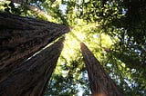 Photograph by Jonathan VanAntwerpen of Redwood Trees in the Santa Cruz Mountains.