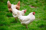 Why We Must Reduce Chicken Consumption — From A Meat Eater’s Perspective