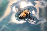 Tired bee drowns in water.
