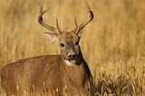 Aging White-Tailed Deer