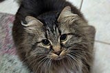 A tabby cat looking up hopefully at the foot of someone taking her picture. This is Goldie Doubloon the Pirate Queen.