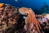 The documentary “My Octopus Teacher” shows that living close to nature helps us to develop…