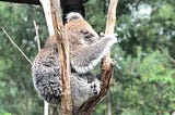 墨爾本三大動物園 來場療癒之旅