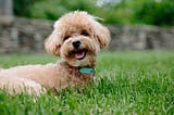 China Has a Rabies Problem