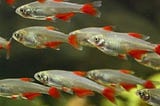 Are Bloodfin Tetras Fin Nippers?