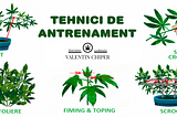 Tehnici de instruire a plantelor de canabis