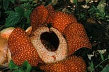3 Bunga Langka di Indonesia yang Indah dan Mempesona