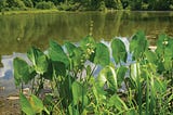 Populate your pond by planting native