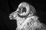 a black and white portrait of a ram (sheep) head in profile, facing left