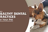 Learn Healthy Dental Practices for Your Pet