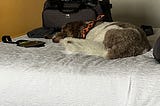 Our dog Koda, a brown and white 61 lb. Aussiedoodle sleeping on one of the beds from the stress of two days in a hotel during Hurricane Milton.
