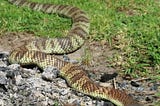 Eastern Tiger Snakes (Notechis scutatus)