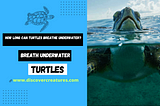 How Long Can Turtles Breathe Underwater?