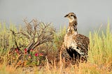 Recreation spending report highlights importance of BLM sagebrush lands