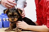 The Role of Booster Shots in Pet Vaccination: Keeping Your Pets Protected Over Time