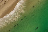 Can Cape Cod Ever Be The Same Again After a Deadly Shark Attack?