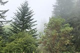 Fog obscures, yet heightens the beauty of the forest near her NW Washington home. A madrone tree, oso berry shrubs, Douglas fir, and hemlock near the author’s home.