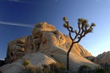 What can we learn from the Joshua Tree?