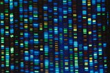 The Genome Makes Us Human